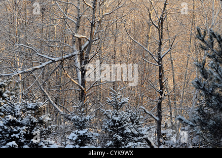 Tree branches with light snow at dawn, Greater Sudbury, Ontario, Canada Stock Photo