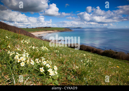 Towan Beach; Portscatho; Cornwall; UK; primroses in foreground Stock Photo