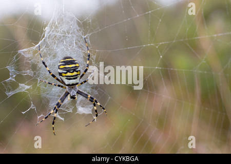 Wasp Spider; Argiope bruennichi; on web; Cornwall; UK Stock Photo