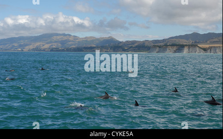 Dusky dolphins off the coast of Kaikoura. North-eastern coastline. South Island, New Zealand Stock Photo