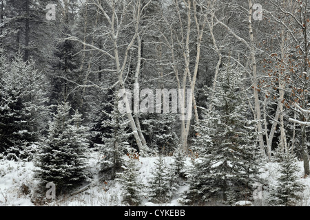 Junction Creek shoreline trees with fresh snow in early winter, Greater Sudbury, Ontario, Canada Stock Photo