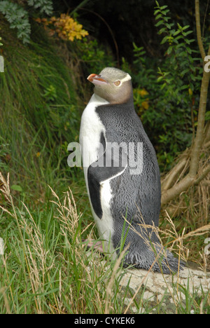 Rare yellow-eyed penguin (Megadyptes antipodes) in Curiosity Bay, South Island, New Zealand. Stock Photo