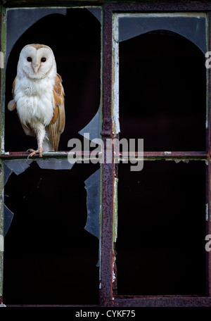 Perched on one leg broken window frame glass window derelict barn farm land wild uk nature wildlife Stock Photo
