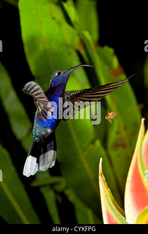 The Violet Sabrewing (Campylopterus hemileucurus), is a very large hummingbird. Stock Photo