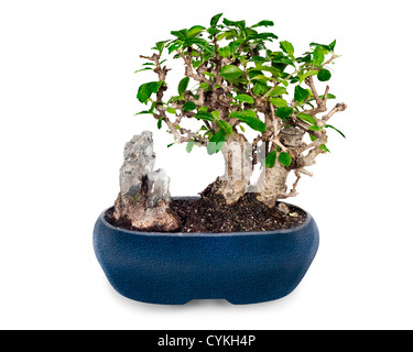 miniature bonsai tree and stone in blue pot isolated on white background Stock Photo