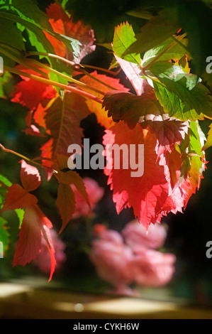 Autumn: Virginia creeper through a window Stock Photo
