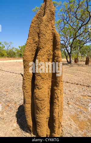 Cathedral Termite Mound built through barbed wire, Northern Territory, Australia Stock Photo
