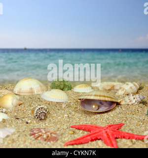 Summer scene #14 - Sea shells and pearl Stock Photo