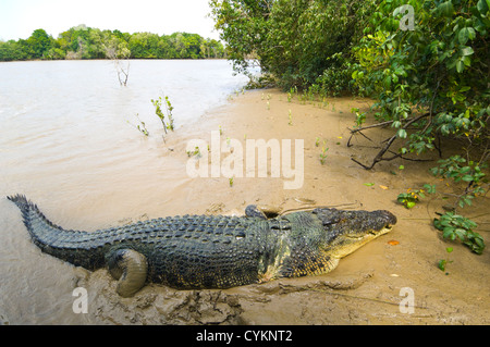 Brutus is a famous Saltwater Crocodile (Crocodylus porosus), Adelaide River, Northern Territory, Australia Stock Photo