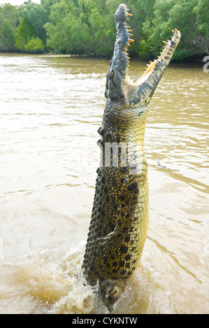 Saltwater Crocodile (Crocodylus porosus), Adelaide River, Northern Territory, Australia, Stock Photo