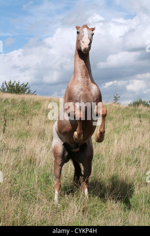 Appaloosa - rearing Stock Photo - Alamy