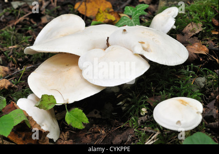 The Miller Fungi - Clitopilus prunulus Stock Photo