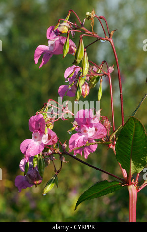Himalayan Balsam - Impatiens glandulifera Invasive riverside plant