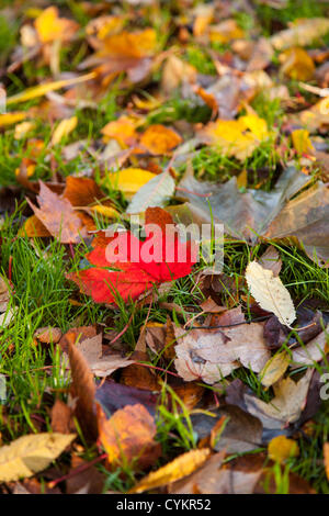 Abington Park, Northampton, UK. 7th November 2012. Autumn sunshine and colours in  Abington park, Northampton, this morning, one Red Sycamore leaf on the ground amongst the Golds and Browns Stock Photo