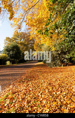 Abington Park, Northampton. 7th November. 2012. Autumn sunshine and colours as people enjoy the park this morning. Stock Photo