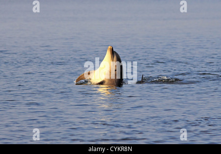 UK Scotland  Moray Firth Bottlenose Dolphin Stock Photo