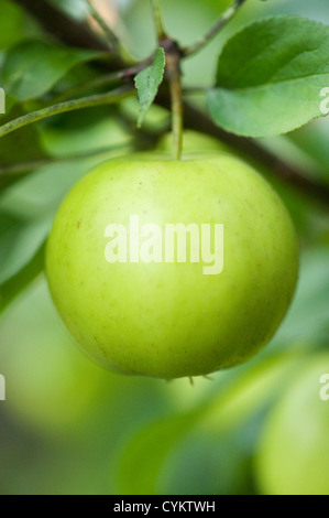 Close up of apple growing on tree Stock Photo