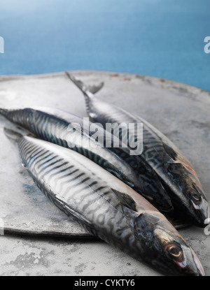 Freshly caught mackerel fish Stock Photo