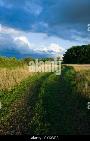 Dirt path in field of tall grass Stock Photo