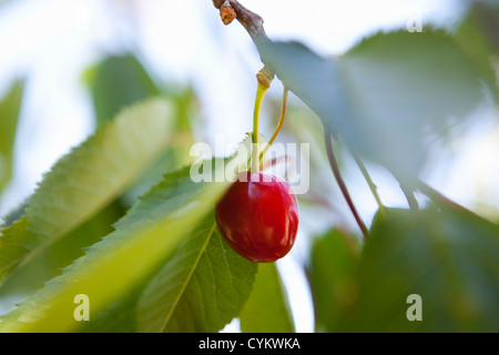 Close up of cherry growing on tree Stock Photo