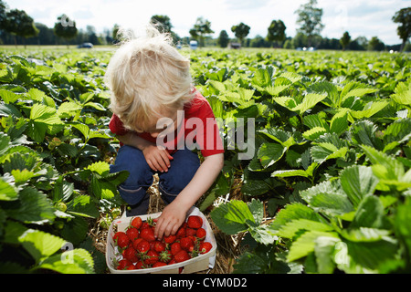 Boy picking strawberries in field Stock Photo