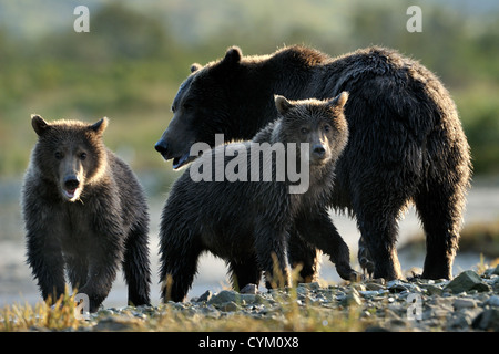 Grizzly Bear mother with two cubs. Stock Photo