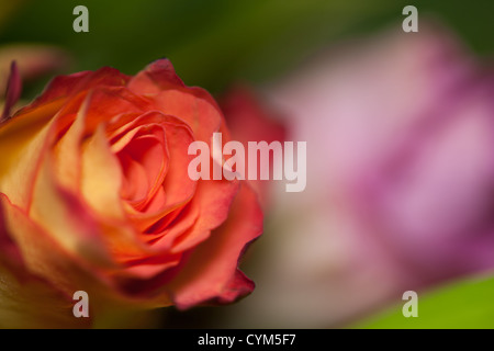 Orange rose macro Stock Photo
