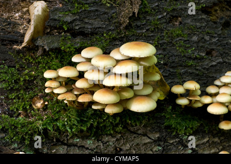 Sulphur Tuft (Hypholoma Fasciculare), also known as Clustered woodlover,  growing on a log in woodland, Germany. Stock Photo