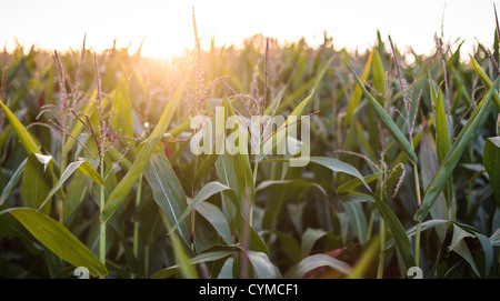 The sun sets over a corn field late in the summer. Stock Photo