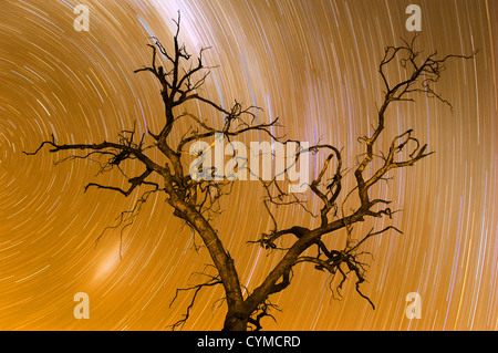 Ghostly tree under star trails. Stock Photo