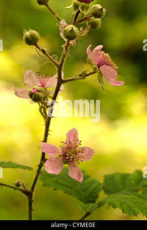 Bramble or Blackberry flowers, Rubus vestitus Stock Photo