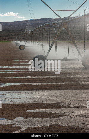 Irrigation sprinklers watering field Stock Photo
