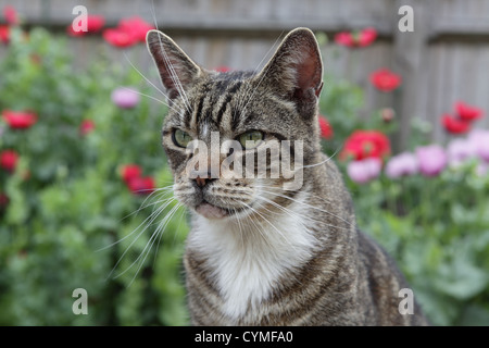 Old tabby cat looking pensive Stock Photo