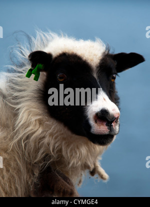 Icelander sheep Stock Photo