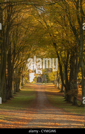 Cranborne Manor drive, an impressive avenue of beech trees, seen in autumnal colour. Stock Photo
