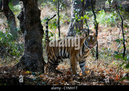Bengal tiger. (Panthera tigris tigris ) Stock Photo