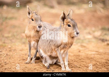 patagonian mara against a background of sand Stock Photo