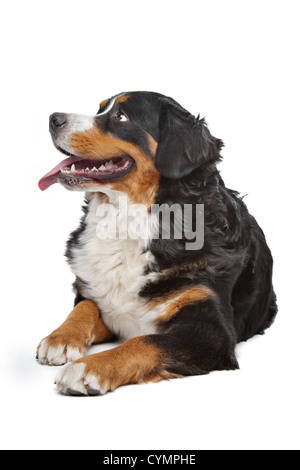 Bernese Mountain Dog in front of a white background Stock Photo - Alamy