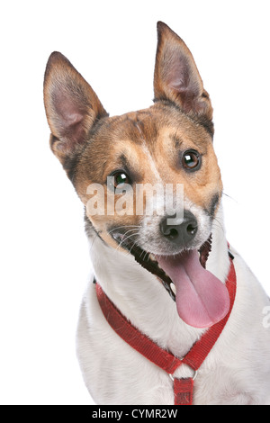 Jack Russel Terrier in front of a white background Stock Photo - Alamy