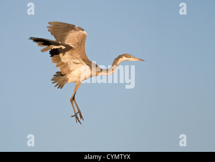 Black-headed heron in flight Stock Photo