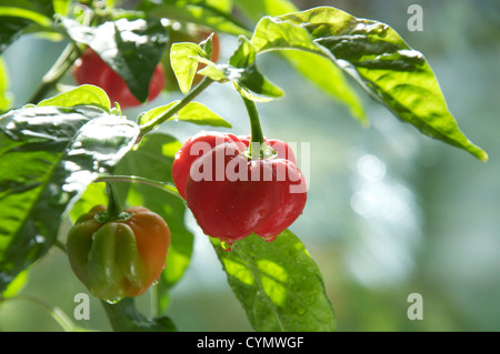 Very fiery Scotch Bonnet Chilly peppers 'Capsicum Chinensis' still growing and ripening on the plant. They are found mainly in the Caribbean islands. Stock Photo