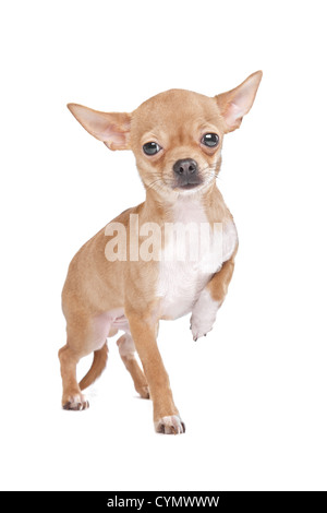 Miniature Chihuahua in front of a white background Stock Photo