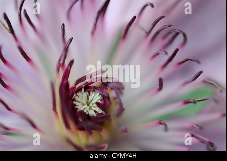 Close-up on the centre of a pale pink clematis flower Stock Photo