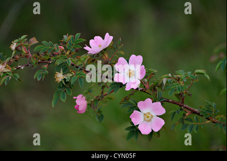 Pink flowers of dog-rose Rosa canina Stock Photo