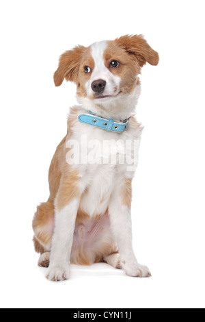 Mixed breed puppy, half Tibetan Terrier, in front of a white background Stock Photo