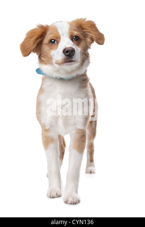 Mixed breed puppy, half Tibetan Terrier, in front of a white background Stock Photo