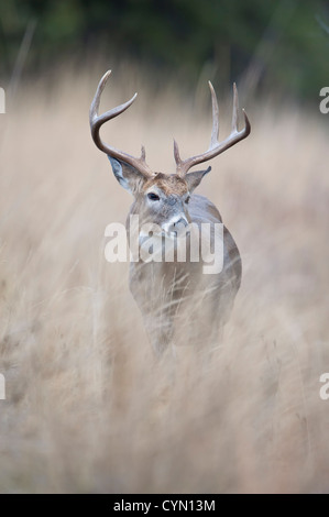 Whitetail Buck in high grass, Western Montana Stock Photo
