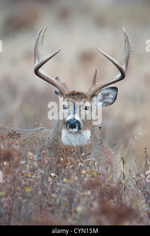 Whitetail Buck poses in St. John's Wort, Western Montana Stock Photo