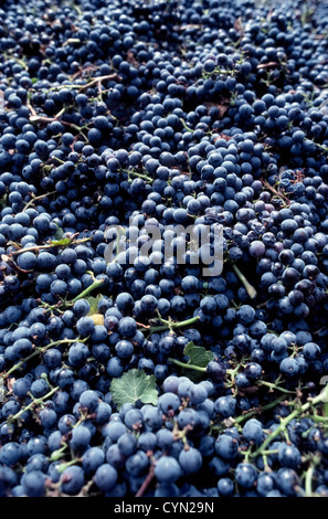 Purple Cabernet Sauvignon grapes harvested from the vine are collected in a bin prior to turning them into red wine in the Napa Valley of California. Stock Photo
