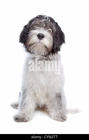 Schapendoes , Dutch Sheepdog, in front of a white background Stock Photo